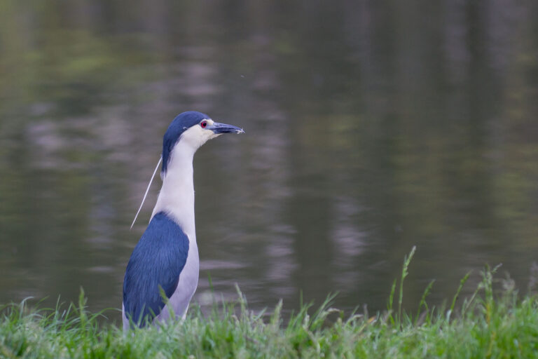 Kwak