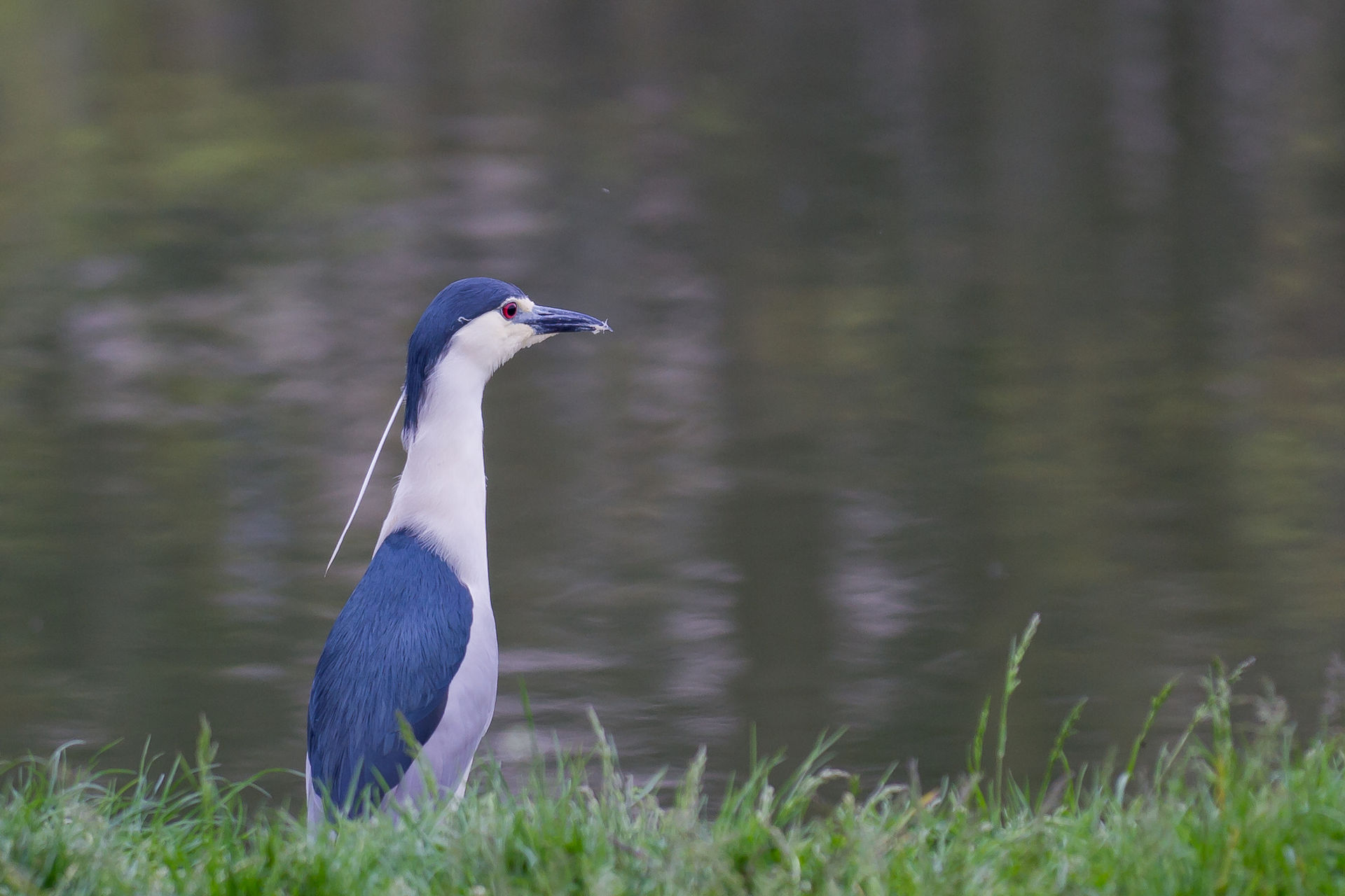 Kwak