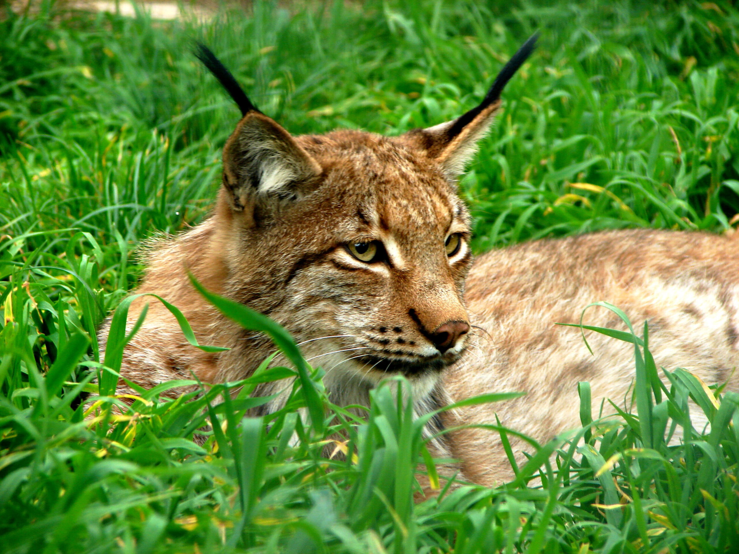 Lynx in Nederland