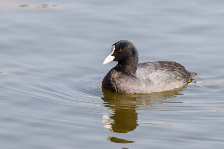 Meerkoet