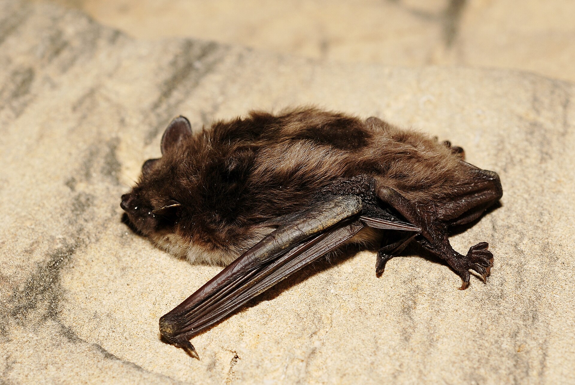 Meervleermuis