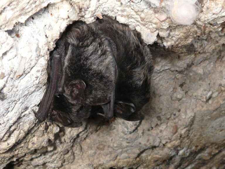 Mopsvleermuis