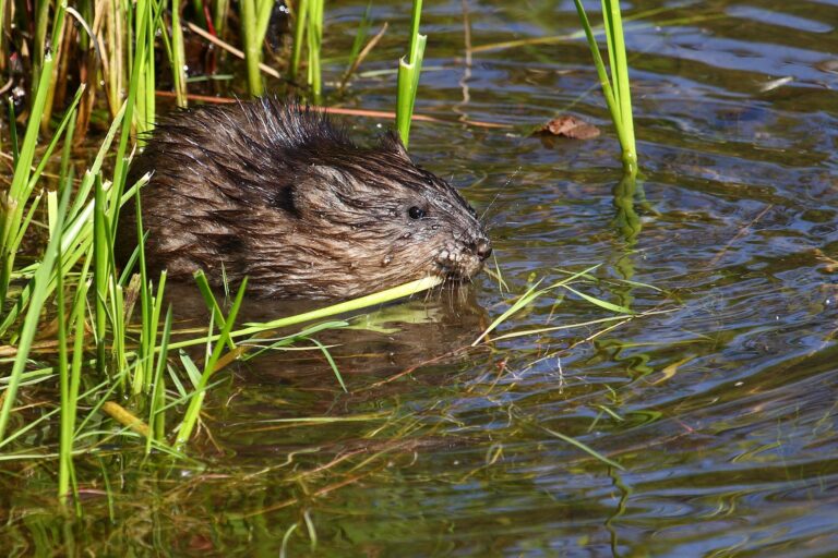 Muskusrat