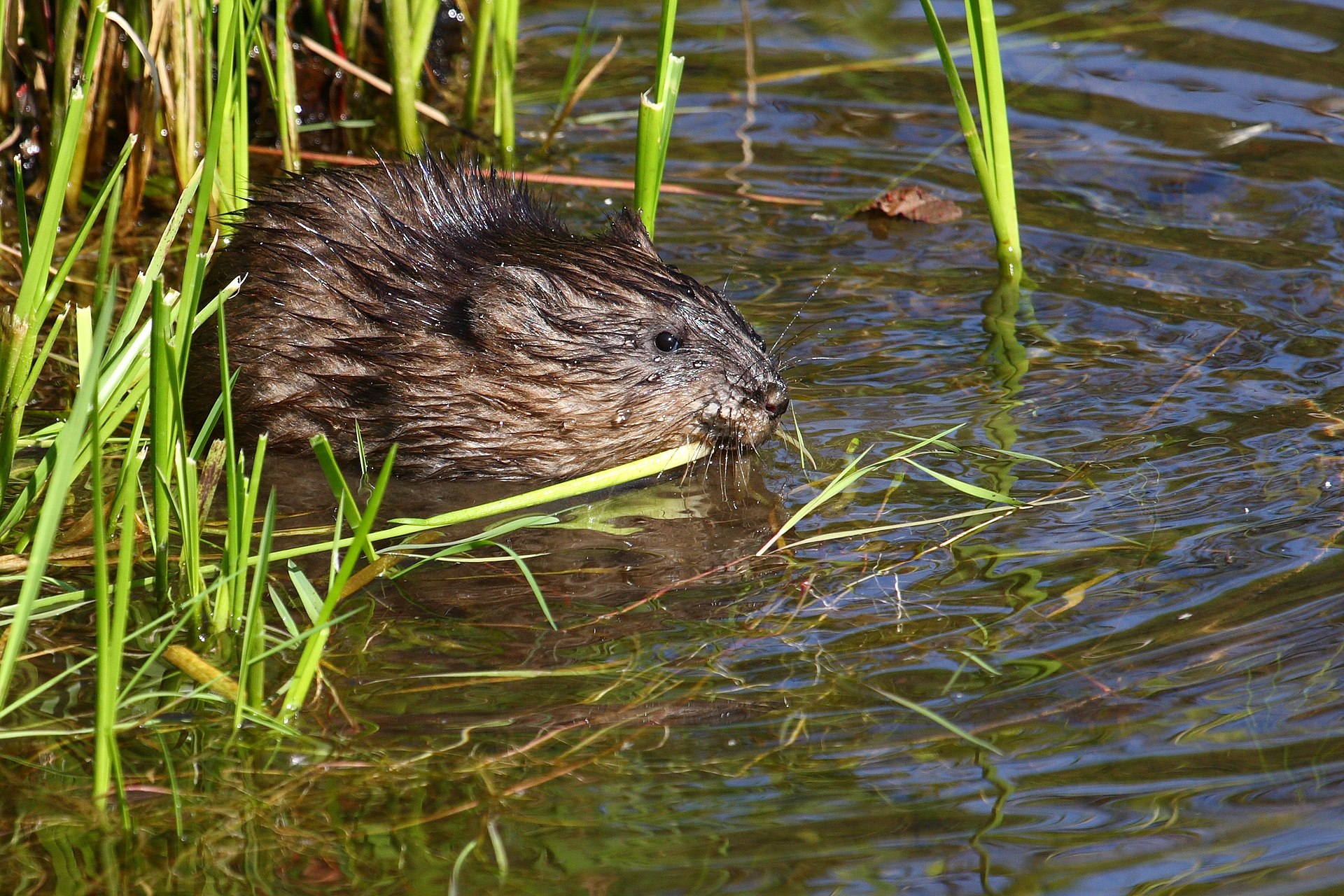 Muskusrat
