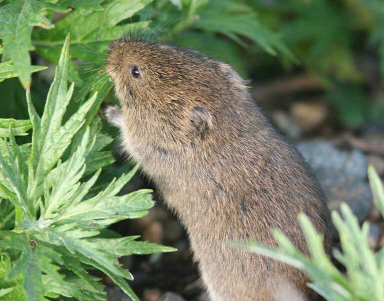 Noordse woelmuis