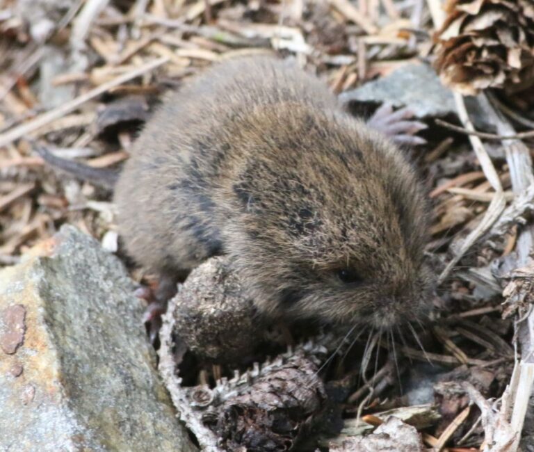 Ondergrondse woelmuis