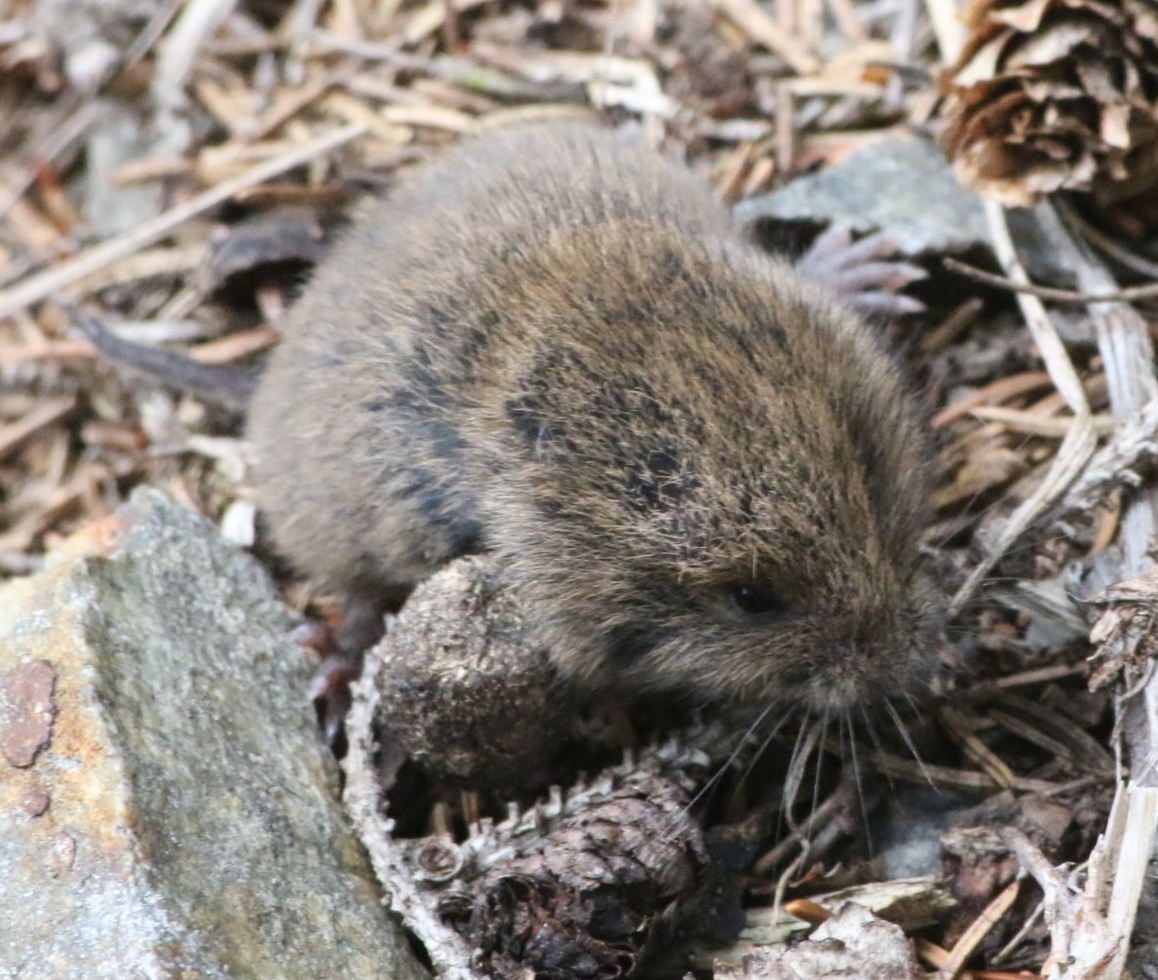 Ondergrondse woelmuis in Nederland