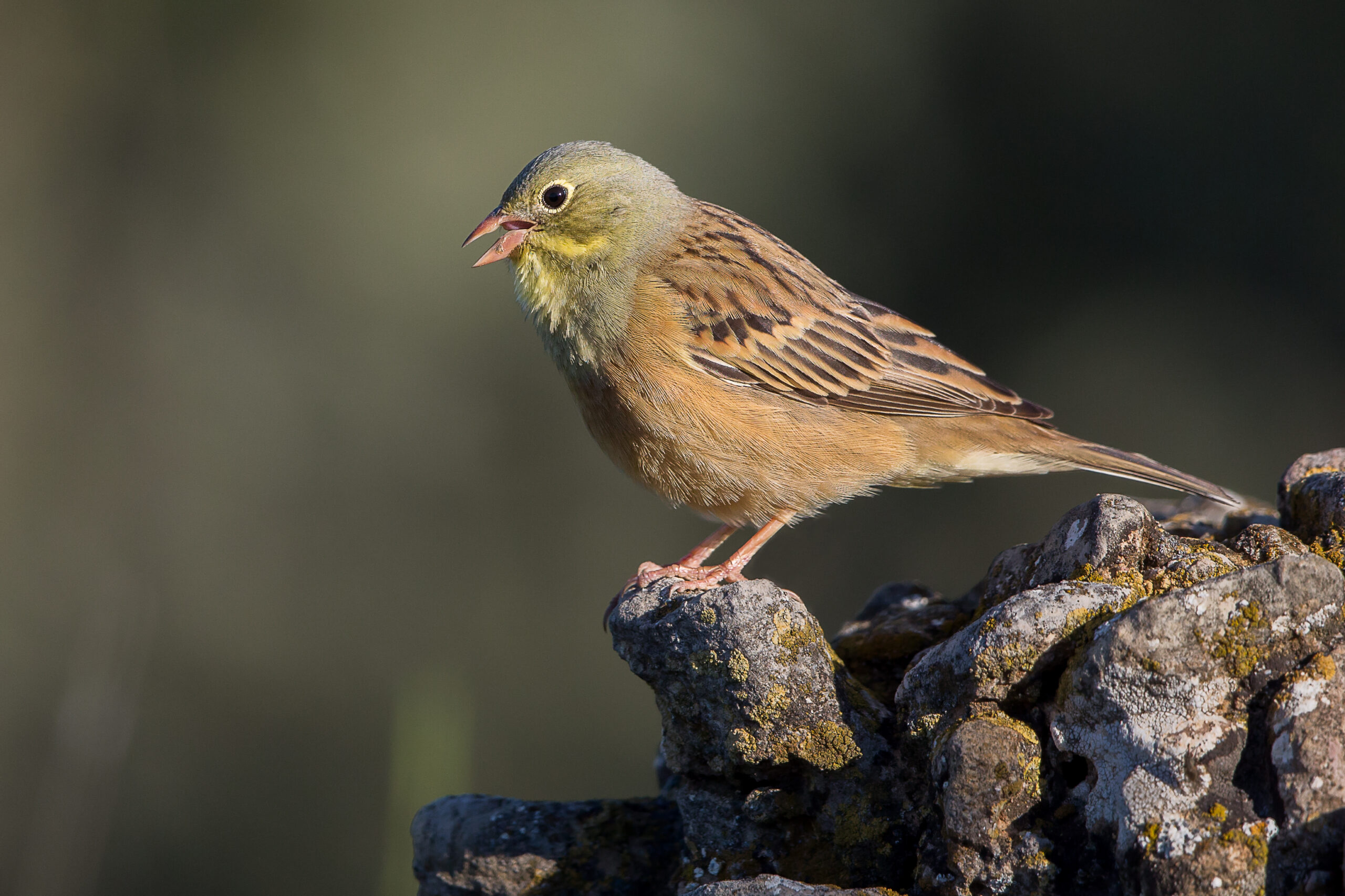 Ortolaan in Nederland