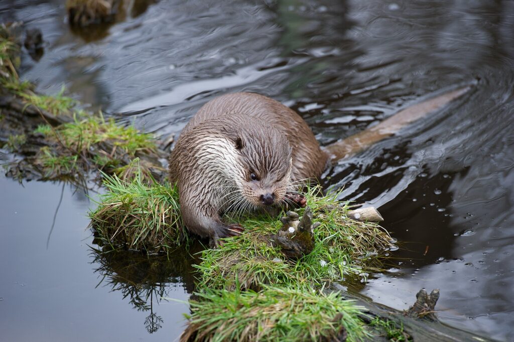 Otter