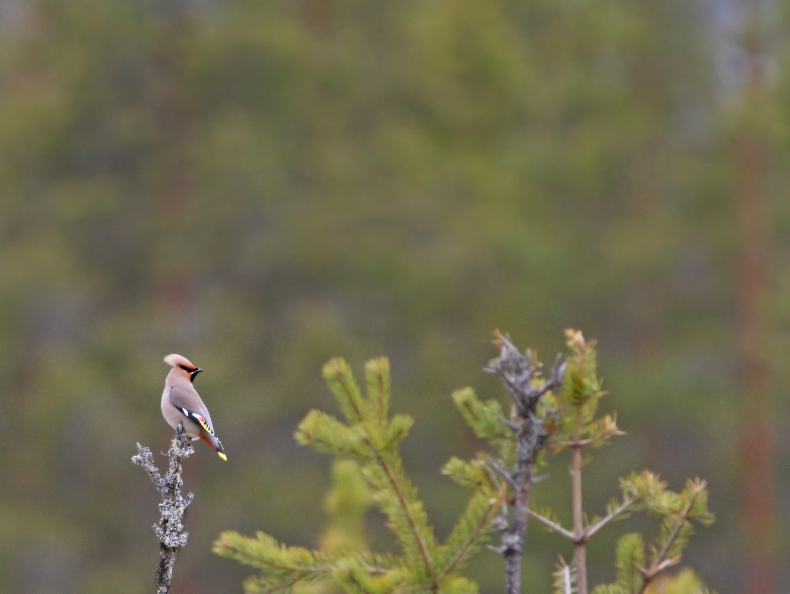 Pestvogel in Nederland