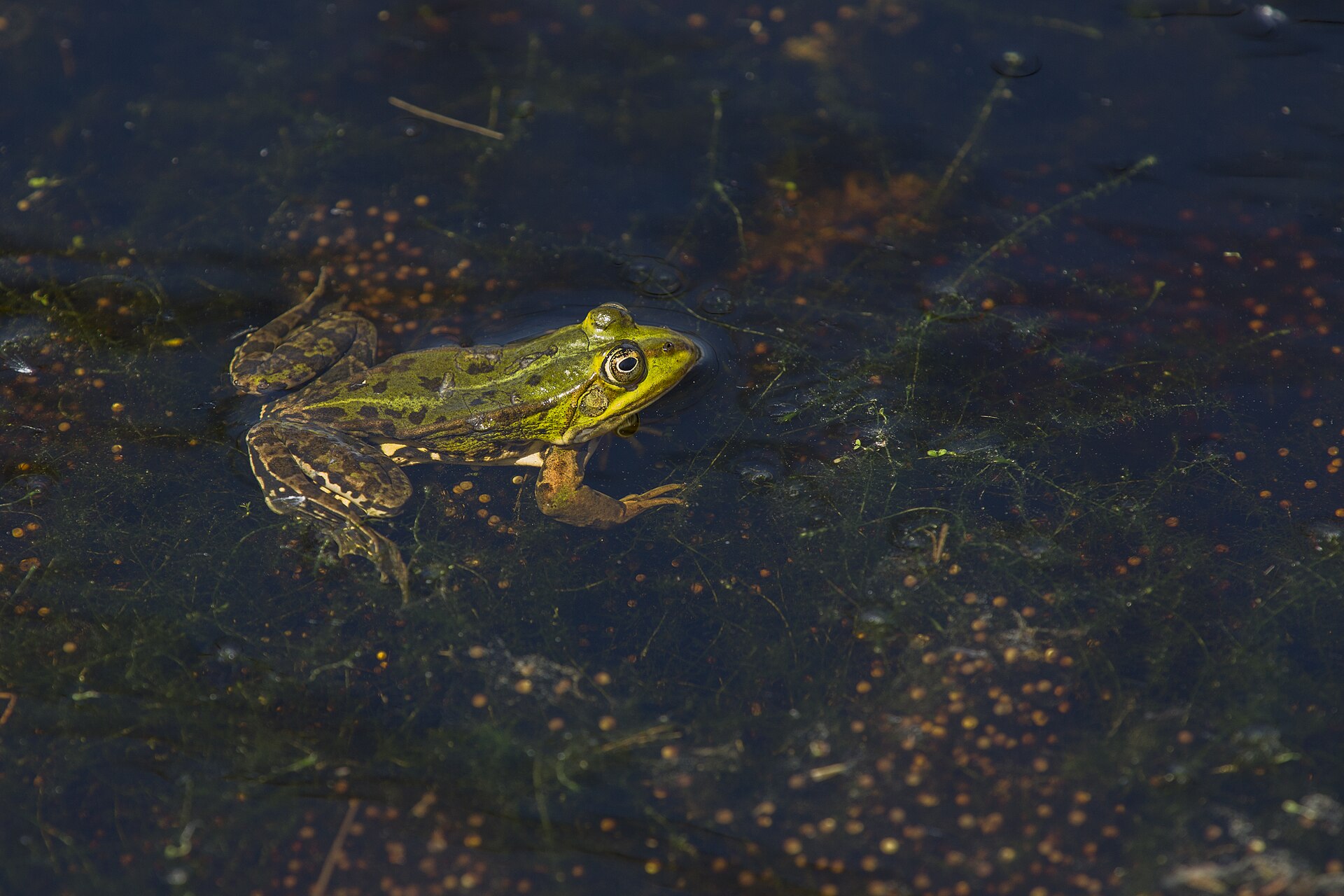 Poelkikker