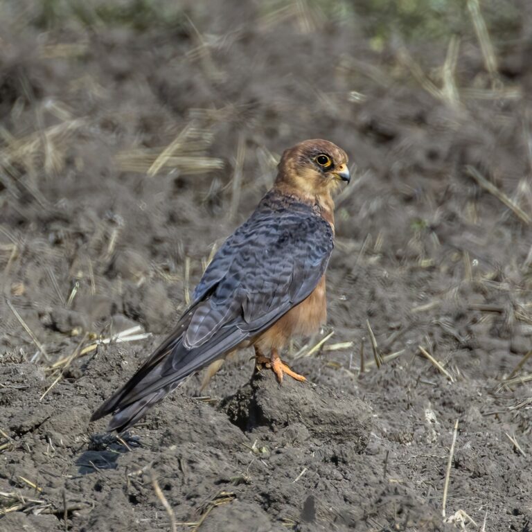 Roodpootvalk