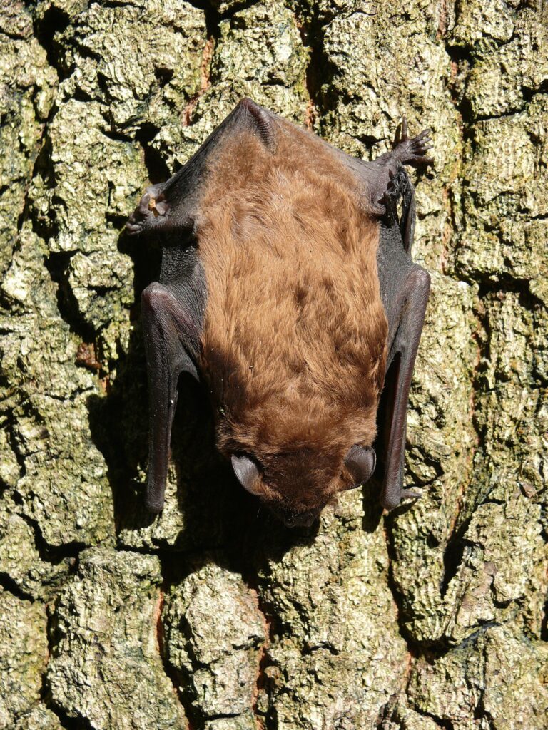 Rosse vleermuis