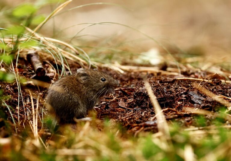Rosse woelmuis