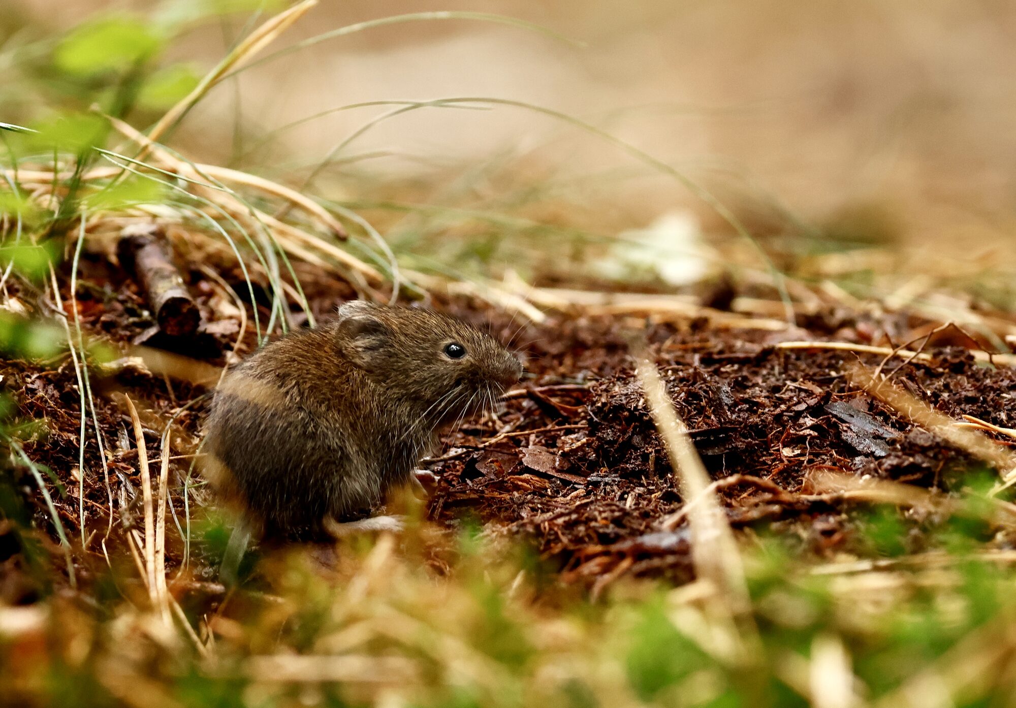 Rosse woelmuis met roodbruine rug en korte staart tussen strooisel en gras op de bosbodem