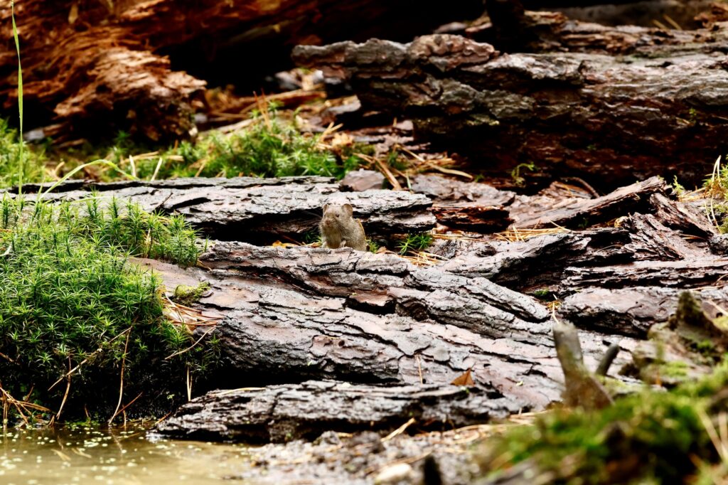 Rosse woelmuis op een stuk schors aan de rand van water in het bos