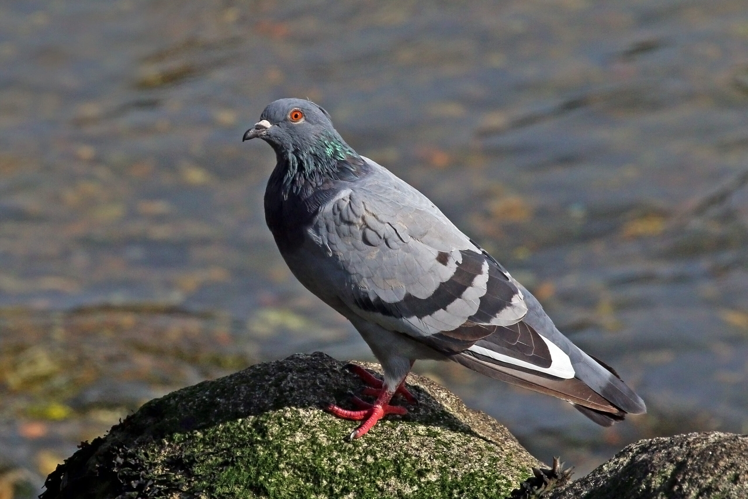 Rotsduif in Nederland