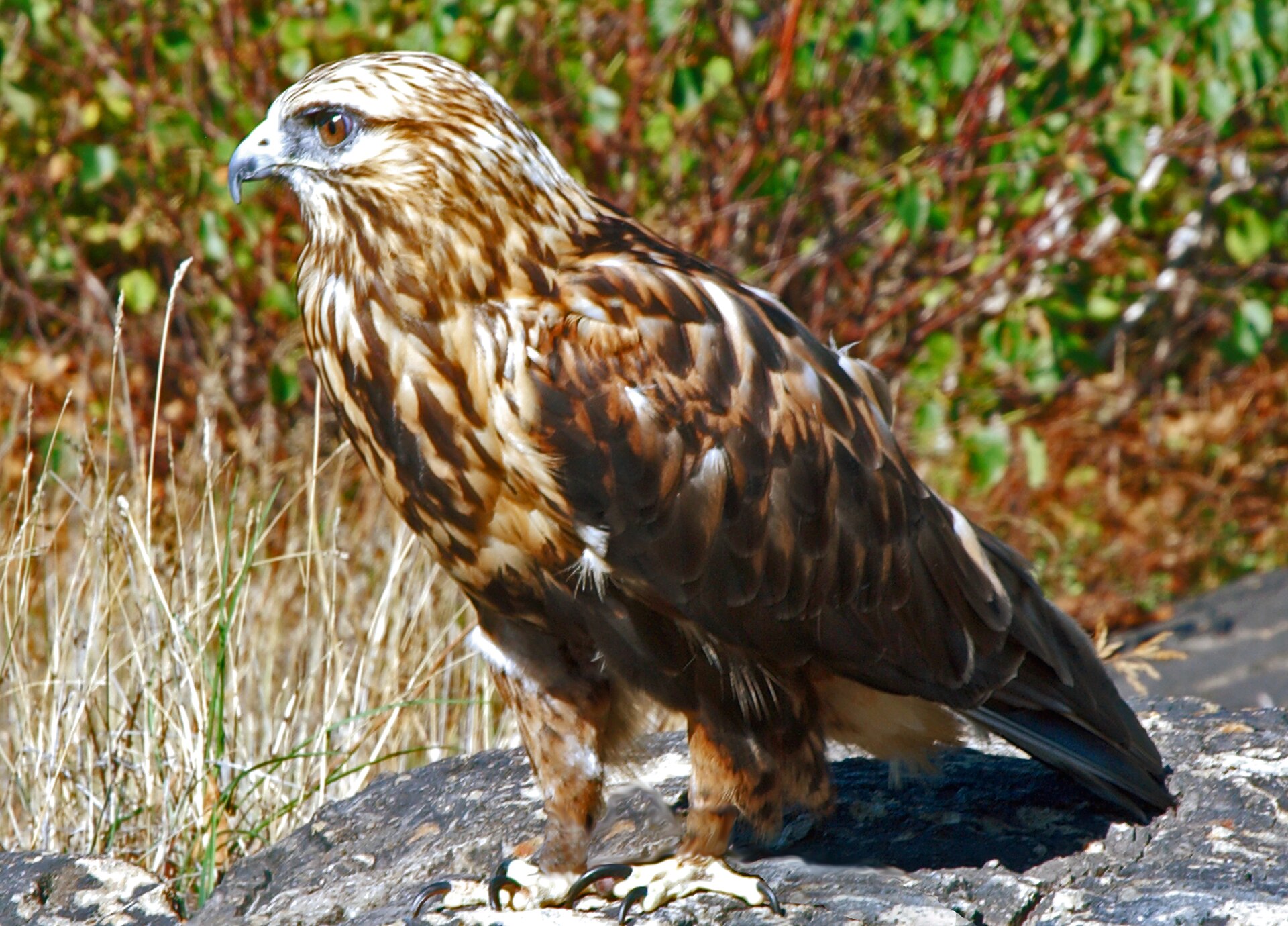 Ruigpootbuizerd