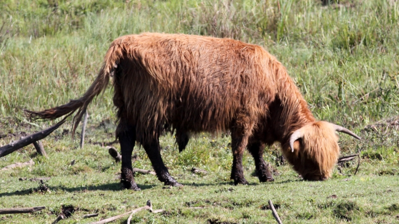 Schotse hooglander