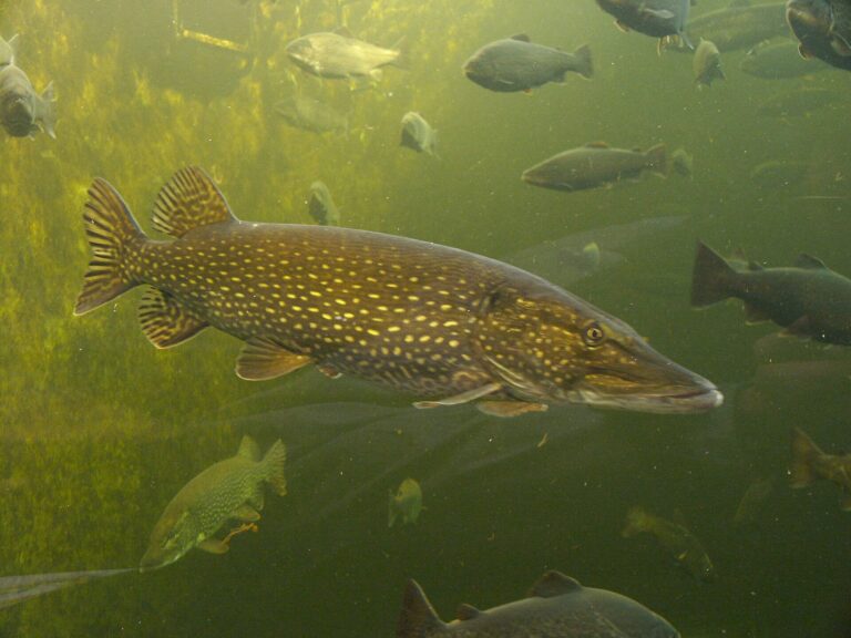 Snoek
