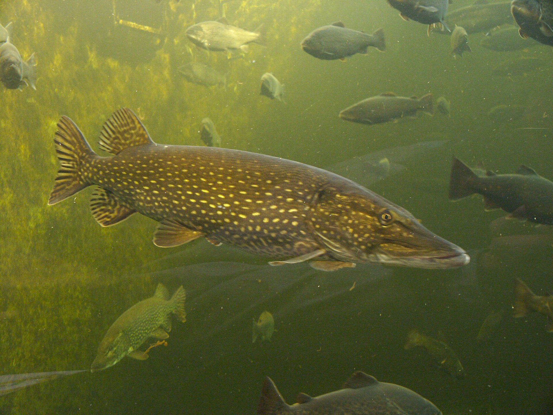 Snoek
