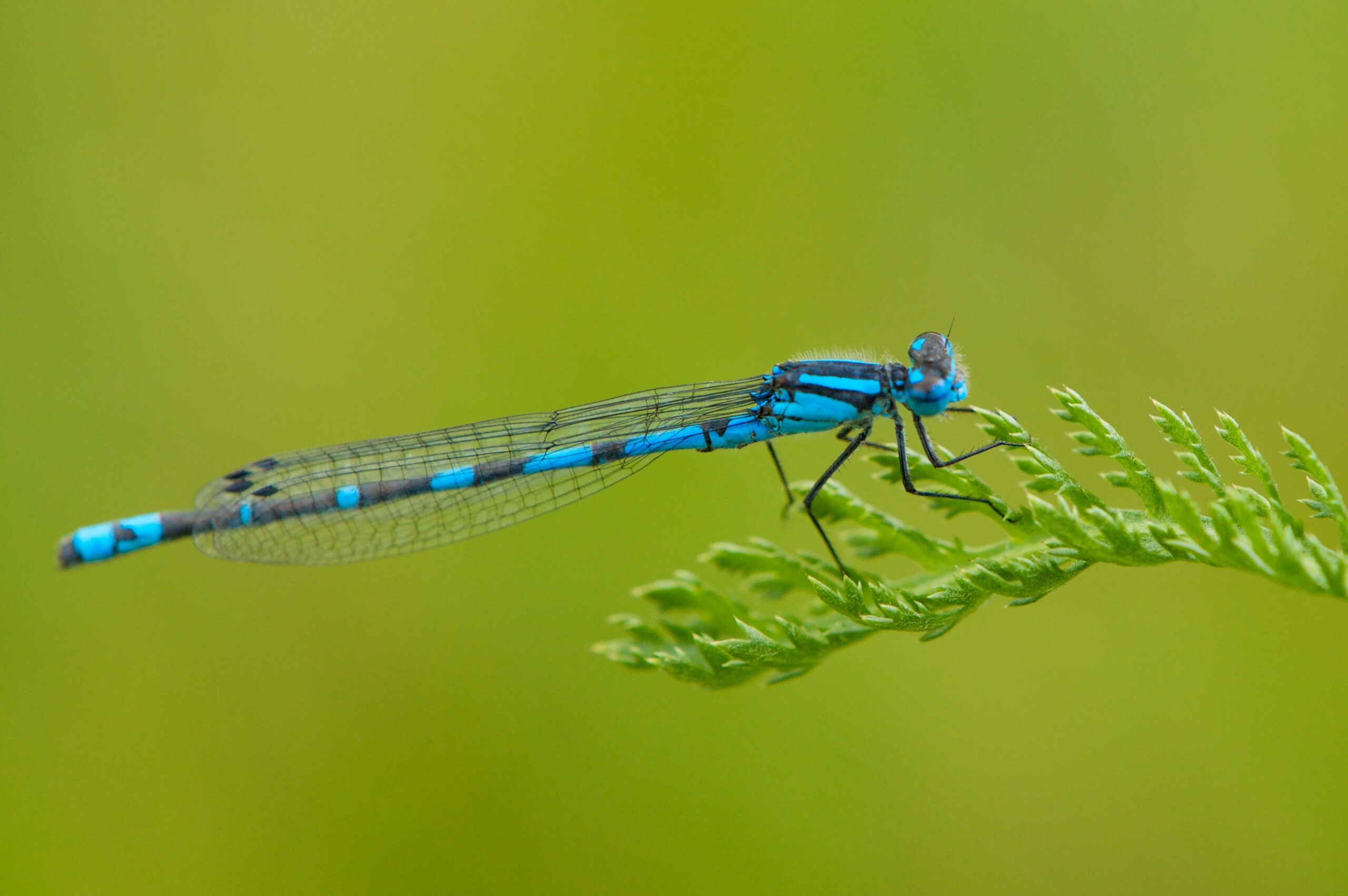 Speerwaterjuffer in Nederland