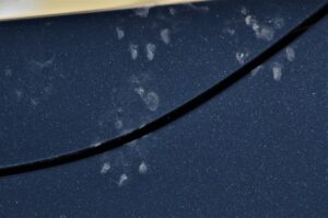 Spoor van een boommarter