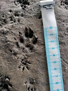 Spoor van een bunzing