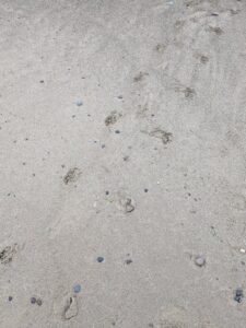 Spoor van een grijze zeehond