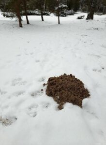 Spoor van een mol