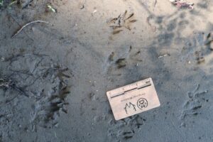 Spoor van een muskusrat