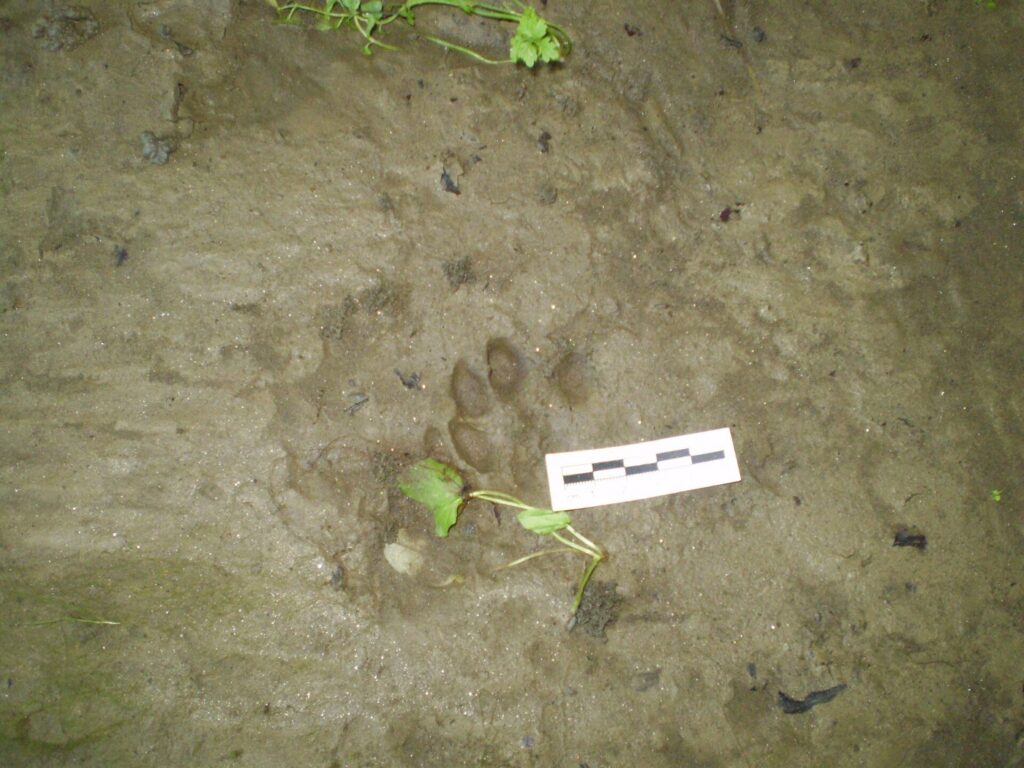 Pootafdruk van een otter in natte modder &mdash; bij het verschil tussen otter en bever is de prent kleiner dan je verwacht
