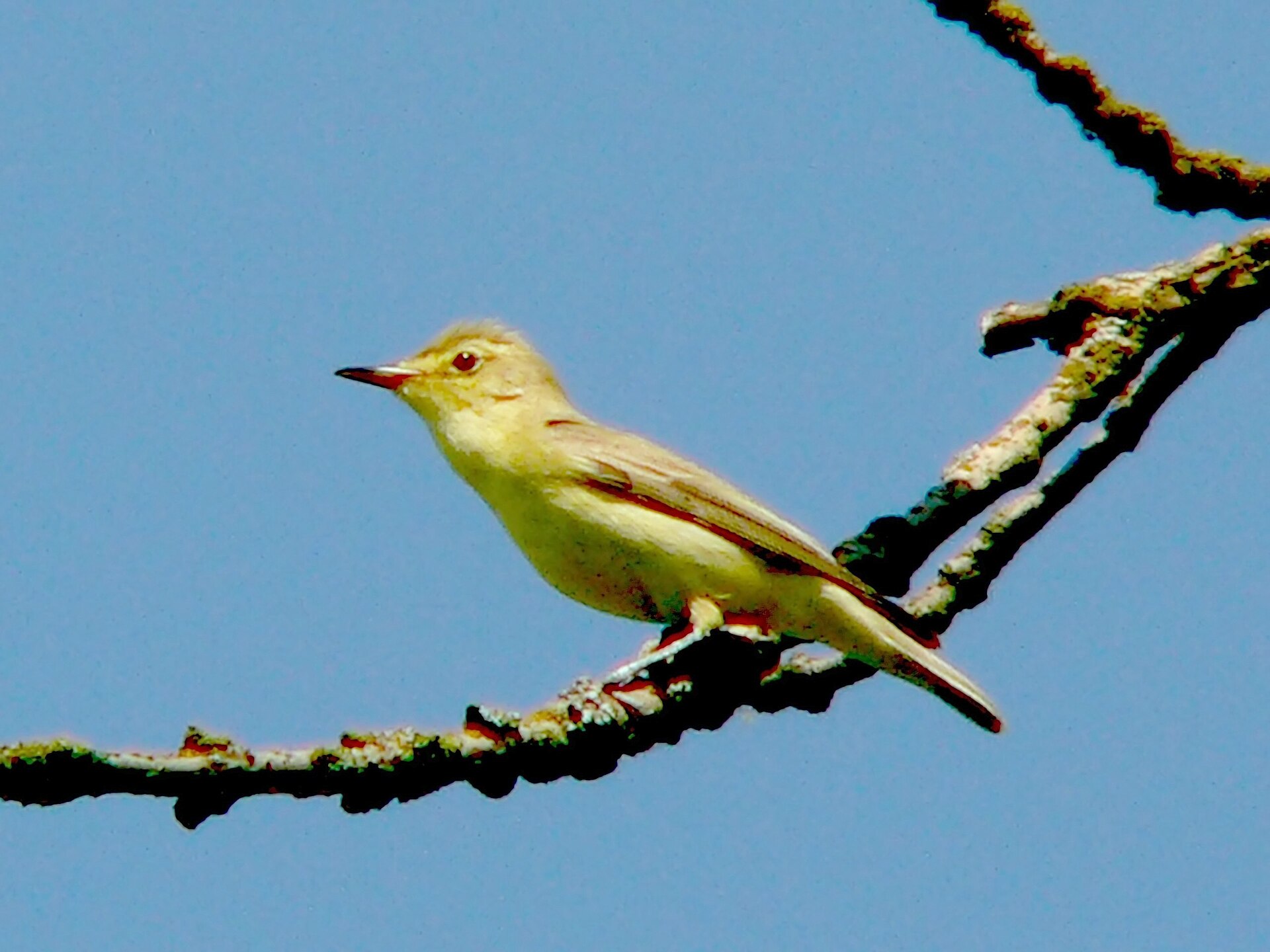 Spotvogel