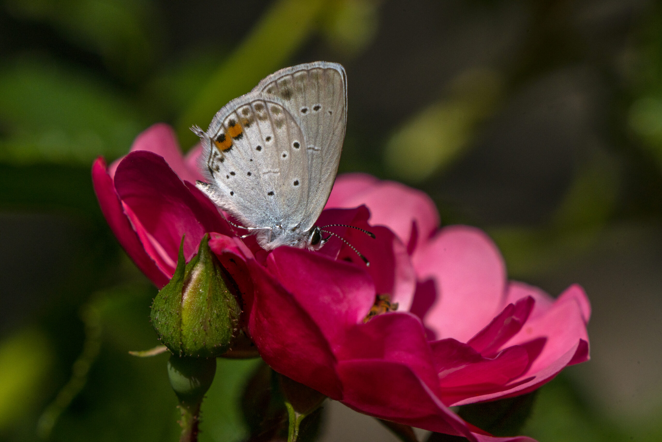 Staartblauwtje in Nederland