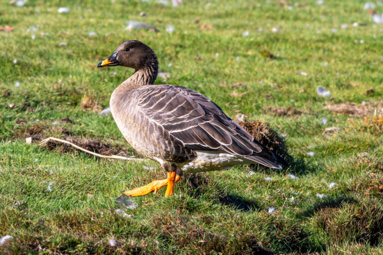 Taigarietgans