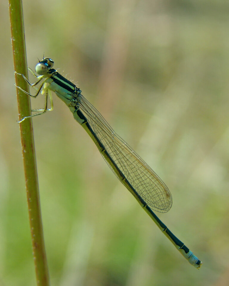 Tengere grasjuffer