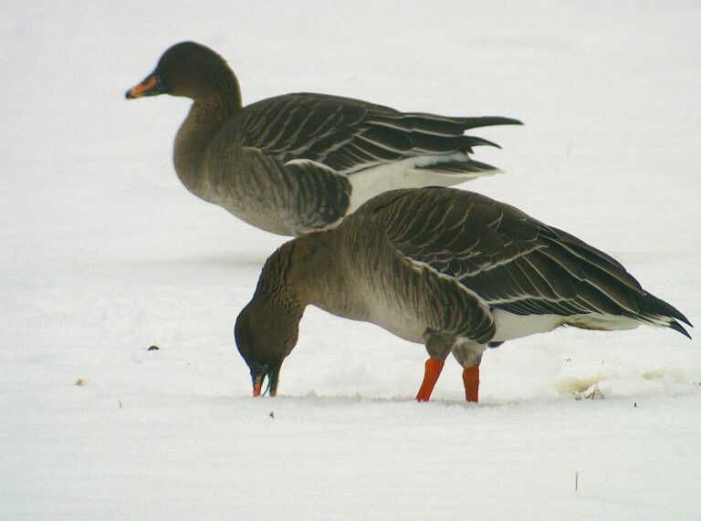 Toendrarietgans