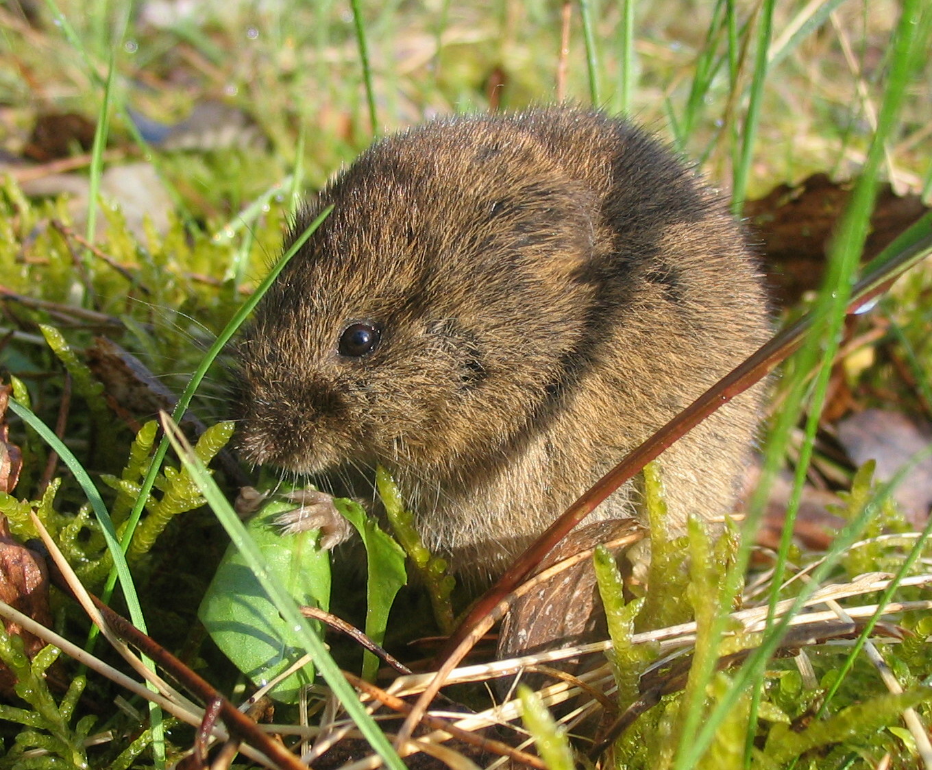 Veldmuis