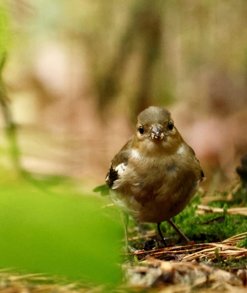 Vink frontaal gezien op de bosbodem, met witte schoudervlek en resten voedsel op de snavel