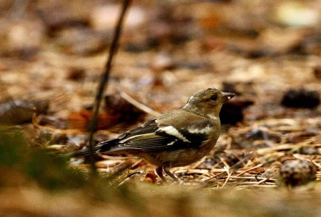 Vink in zijaanzicht op een bodem van dennennaalden, met twee witte vleugelstrepen