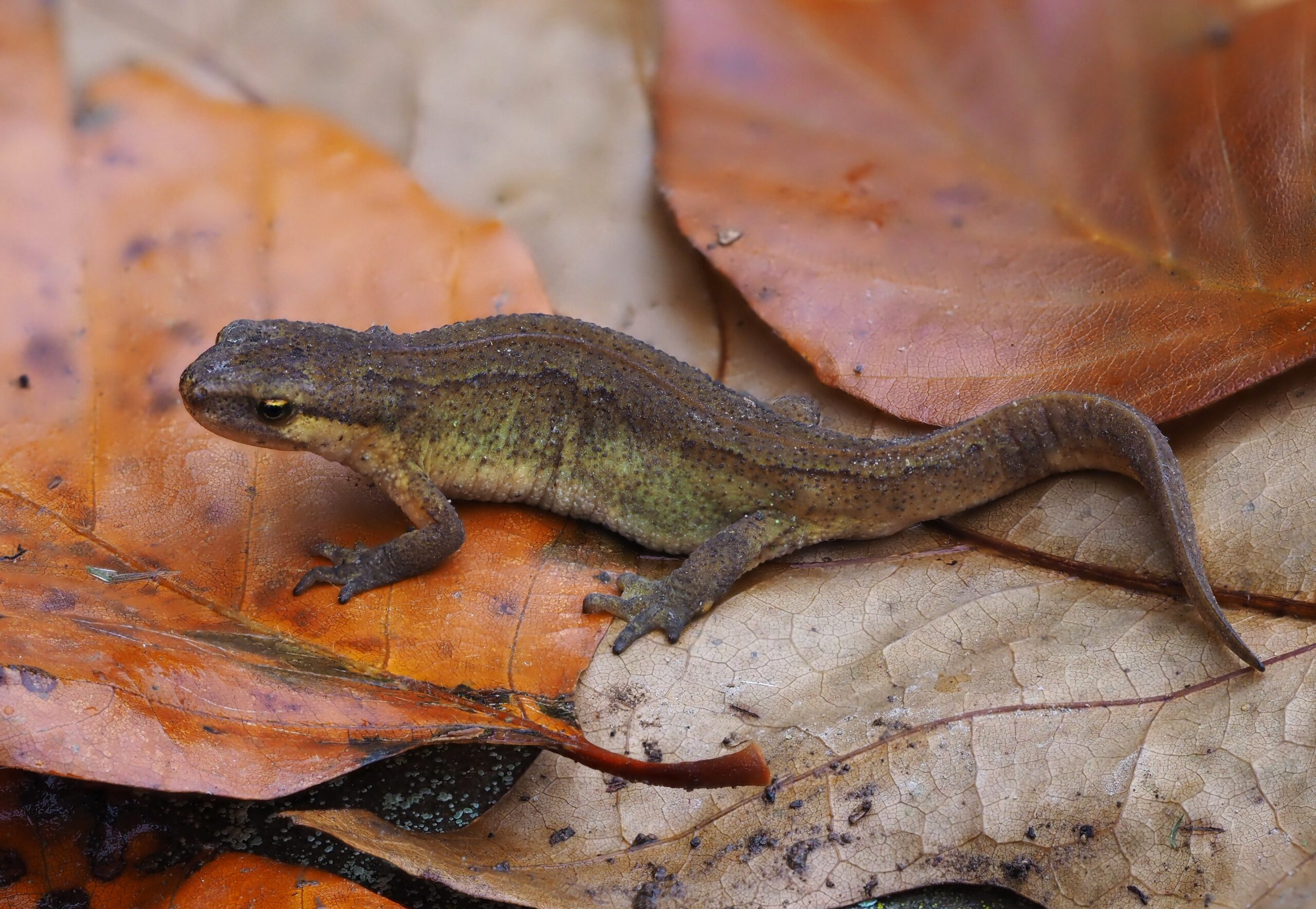 Vinpootsalamander in Nederland