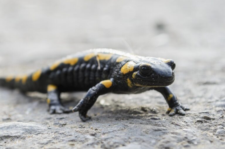 Vuursalamander