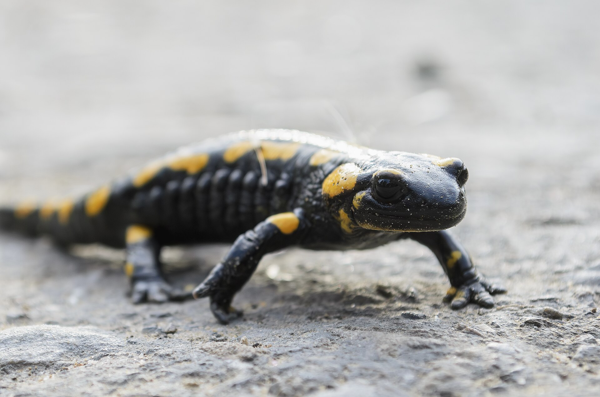 Vuursalamander