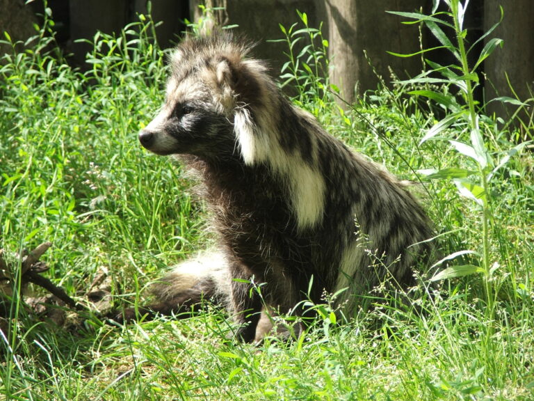 Wasbeerhond