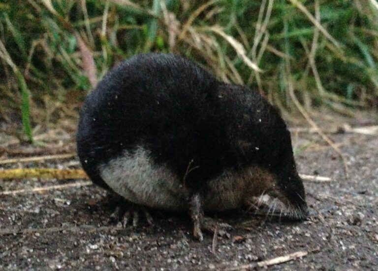 Waterspitsmuis