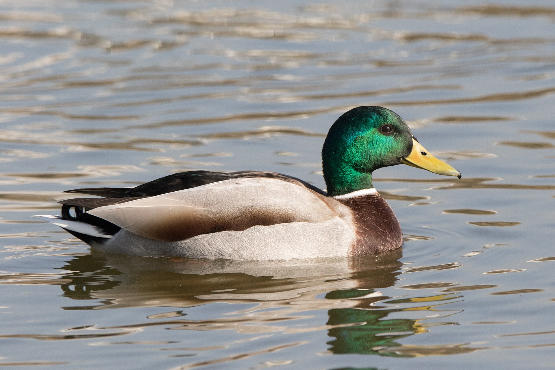 Wilde eend