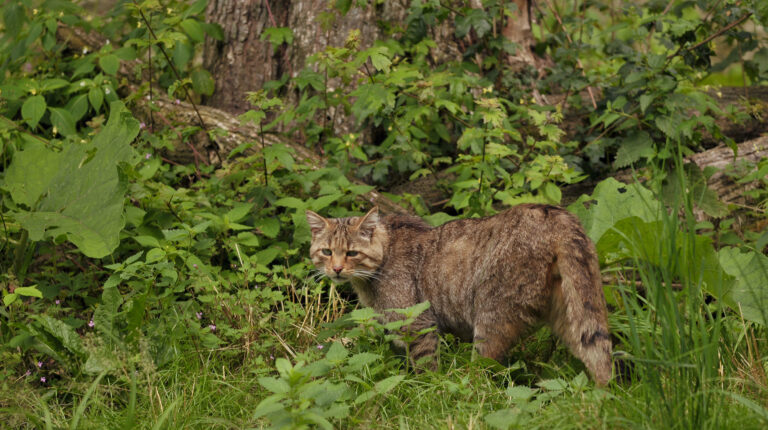 Wilde kat