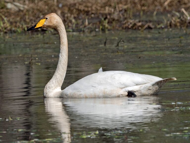 Wilde zwaan