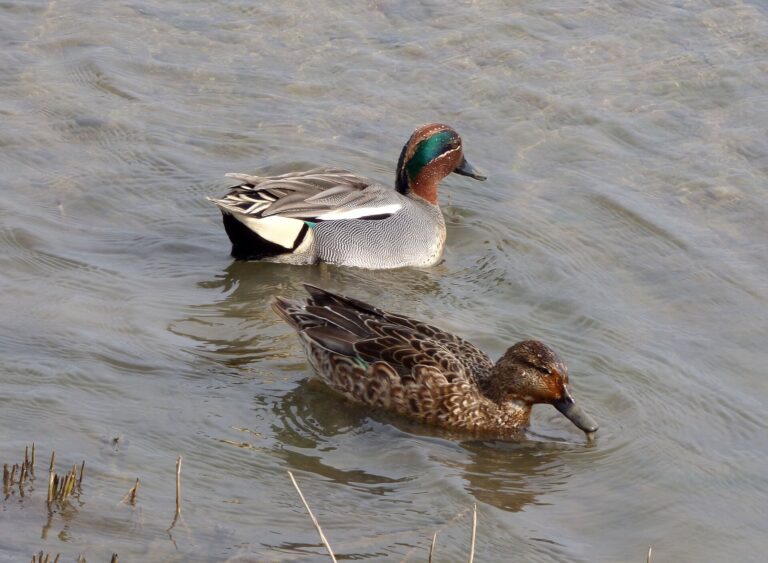 Wintertaling