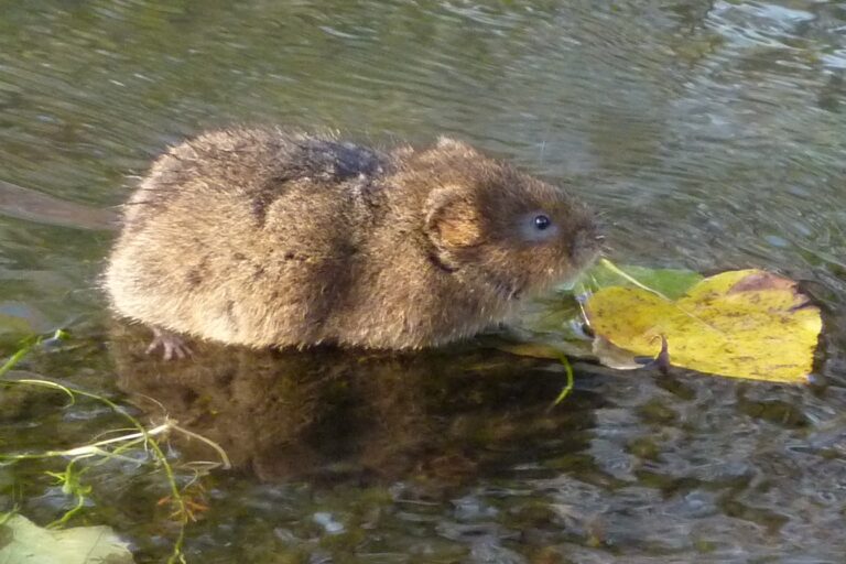 Woelrat